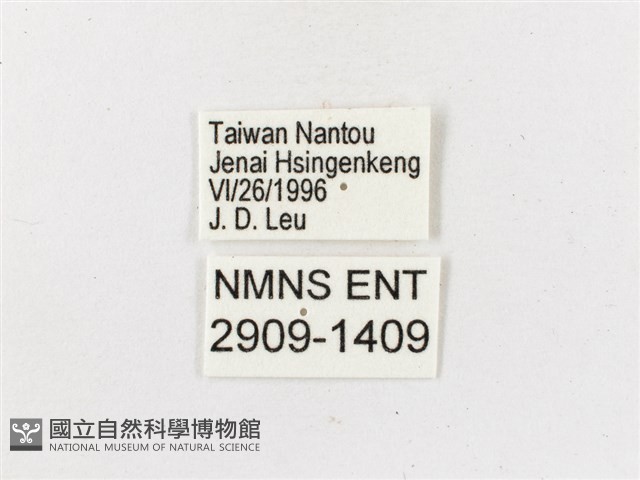 黃斑蔭眼蝶藏品圖，第3張