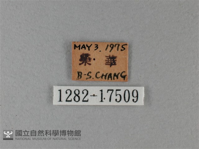 異紋帶蛺蝶藏品圖，第3張