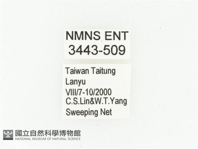 蘭嶼小綠花金龜藏品圖，第2張