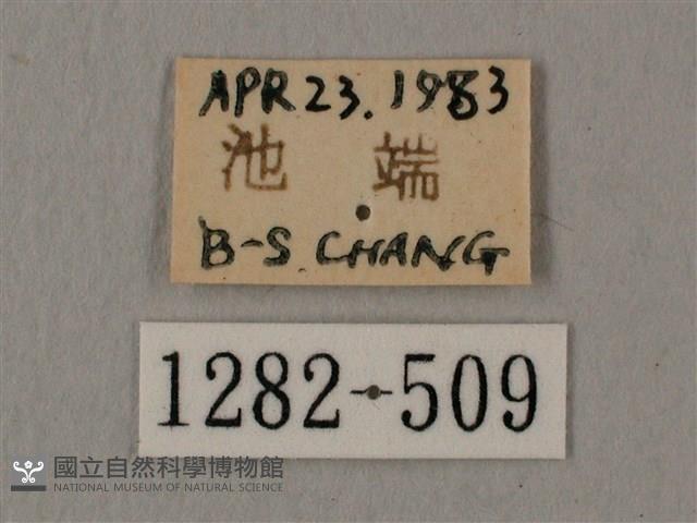 赭色斜帶天蛾藏品圖，第3張