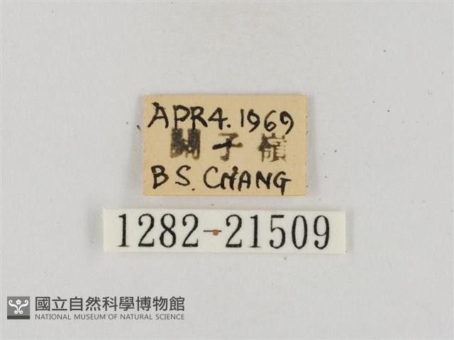 熱帶橙斑弄蝶藏品圖，第3張