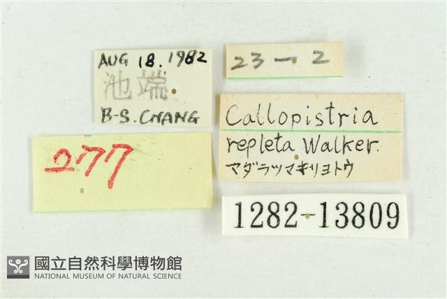 紅暈散紋夜蛾藏品圖，第3張