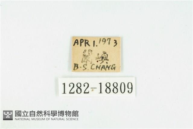 奇波灰蝶藏品圖，第3張