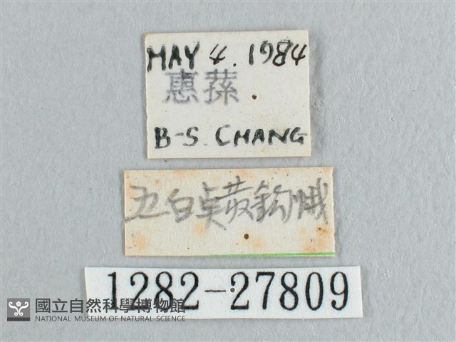 銀斑黃鉤蛾藏品圖，第3張