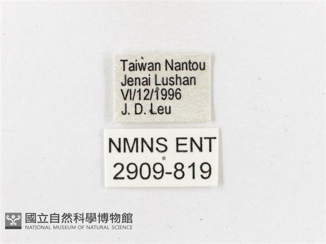 黃斑蔭眼蝶藏品圖，第3張