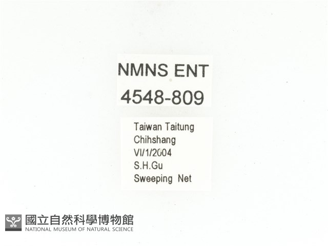 銅點花金龜藏品圖，第2張