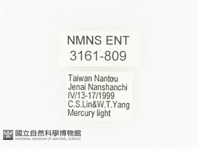 橙斑花金龜藏品圖，第2張