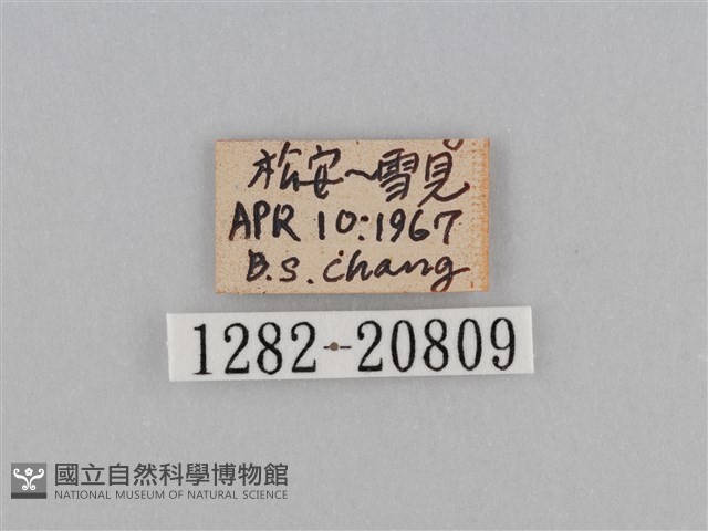 江崎波眼蝶藏品圖，第3張