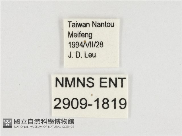 棕褐黛眼蝶藏品圖，第3張