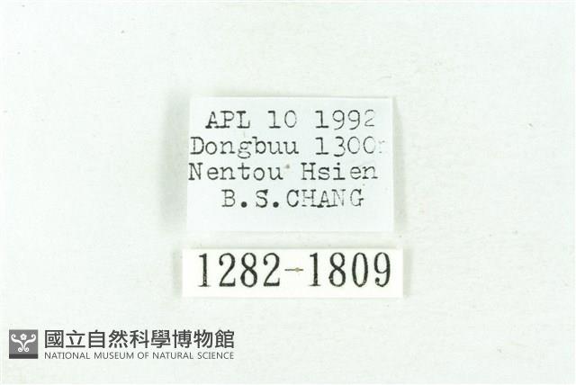 臺雪苔蛾藏品圖，第3張