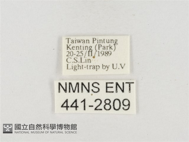 小白紋毒蛾藏品圖，第3張