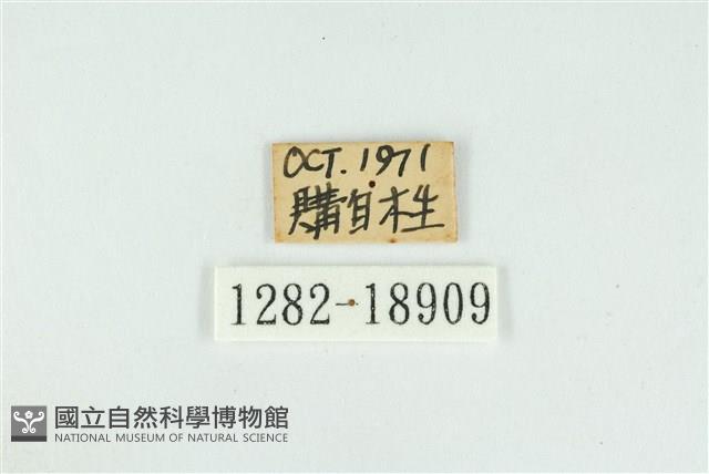 西風翠灰蝶藏品圖，第3張