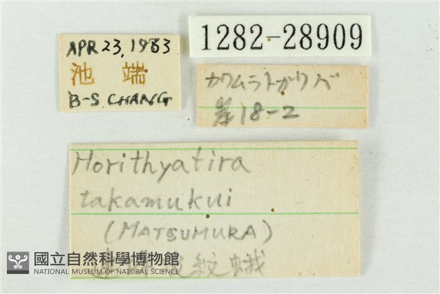 連珠波紋蛾藏品圖，第3張