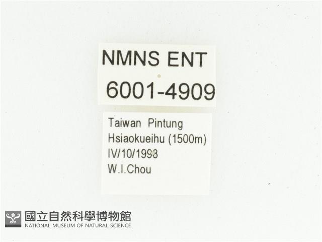 艷邊花金龜藏品圖，第2張