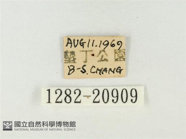 玳灰蝶藏品圖，第3張