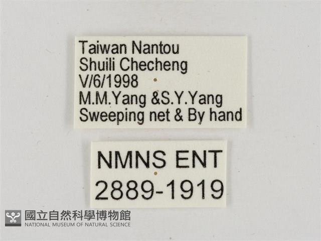 淡褐脈粉蝶藏品圖，第3張