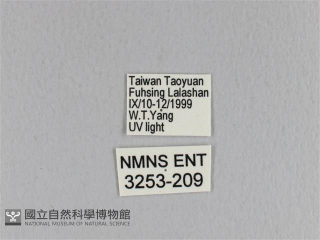 臺灣枯葉蛾藏品圖，第3張