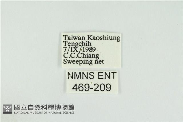 黑翅黃毒蛾藏品圖，第3張