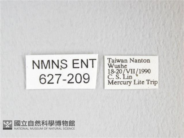 圓翅大鉤蛾藏品圖，第3張