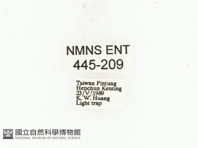 藍艷白點花金龜藏品圖，第2張