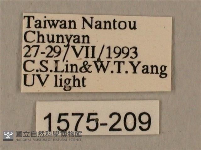 蝦殼天蛾藏品圖，第3張