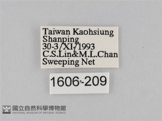 豆環蛺蝶藏品圖，第3張