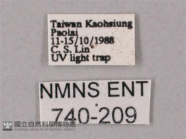 齒翅三線天蛾藏品圖，第3張