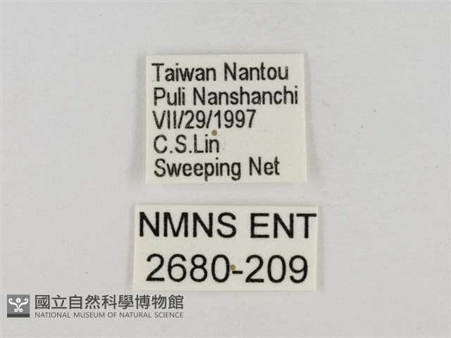 淡褐脈粉蝶藏品圖，第3張