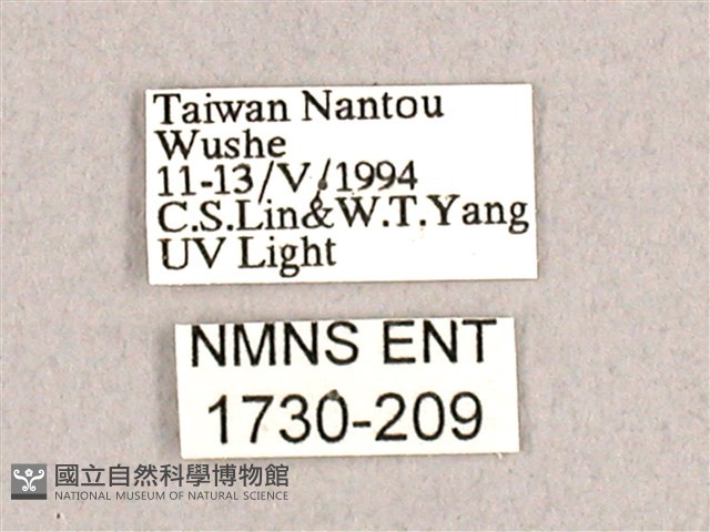 枯球籮紋蛾藏品圖，第3張