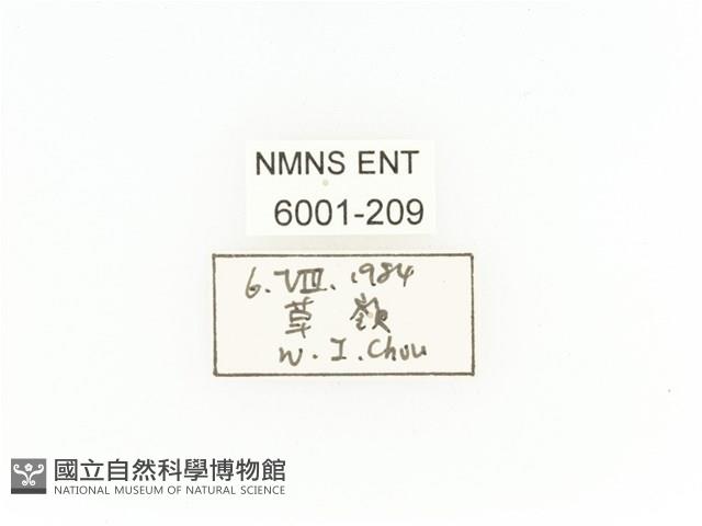 小扇角金龜藏品圖，第2張