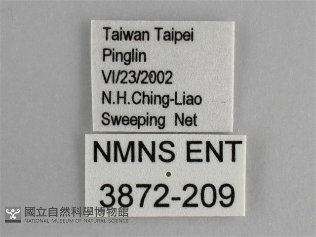 青眼蛺蝶、孔雀青蛺蝶藏品圖，第3張