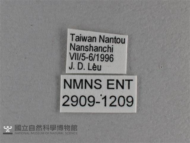 黃豹盛蛺蝶藏品圖，第3張