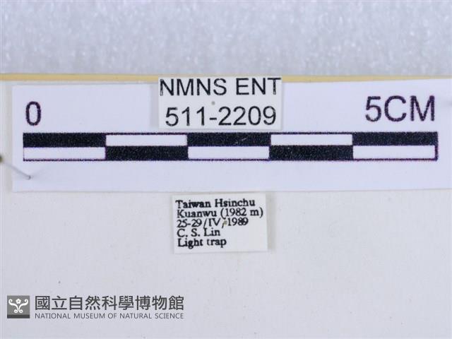 後凸蝶燈蛾藏品圖，第3張