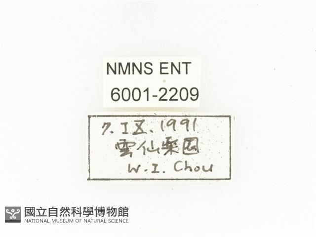 綠艷白點花金龜藏品圖，第2張