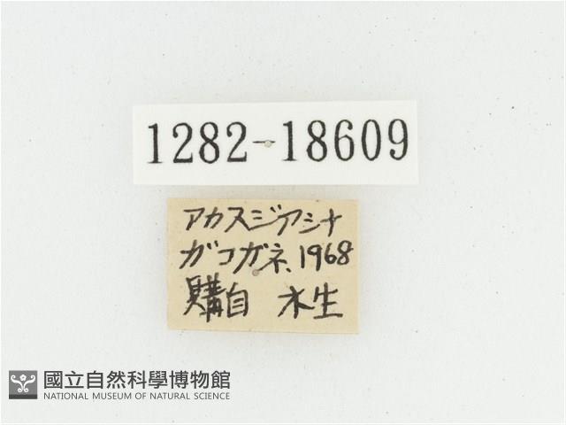 黑虎斑花金龜藏品圖，第2張