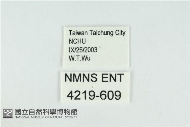 迷你藍灰蝶藏品圖，第3張