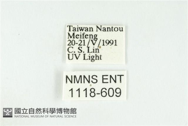 寬紋黃毒蛾藏品圖，第3張