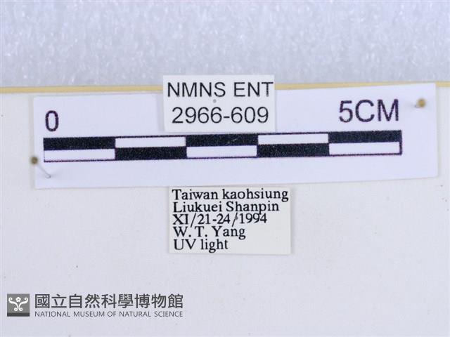 閃光苔蛾藏品圖，第3張