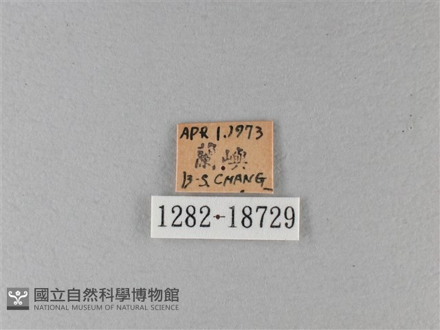 大白斑蝶藏品圖，第3張