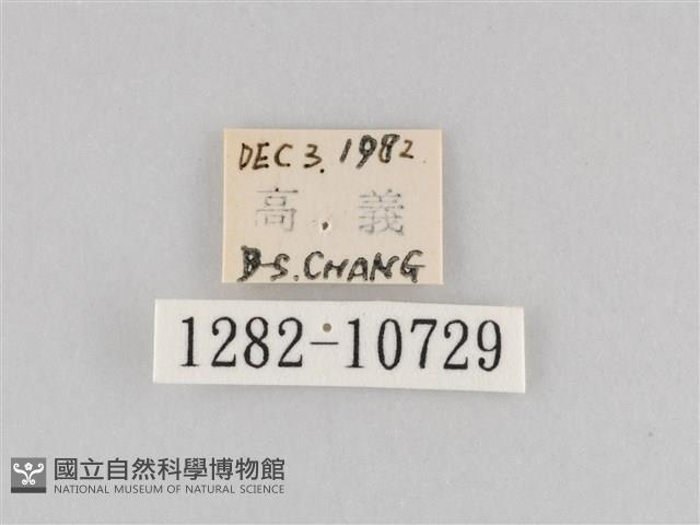 斜紋夜盜蛾藏品圖，第3張