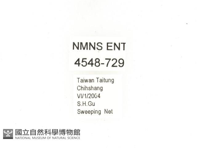 東方白點花金龜藏品圖，第2張