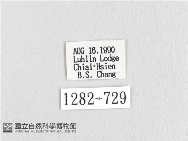 臺灣鋸紋枯葉蛾藏品圖，第3張