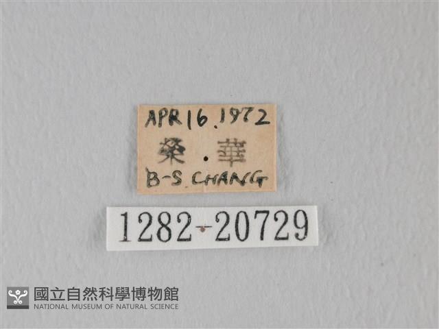 靛色琉灰蝶藏品圖，第3張