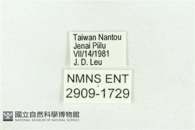 珠灰蝶藏品圖，第3張