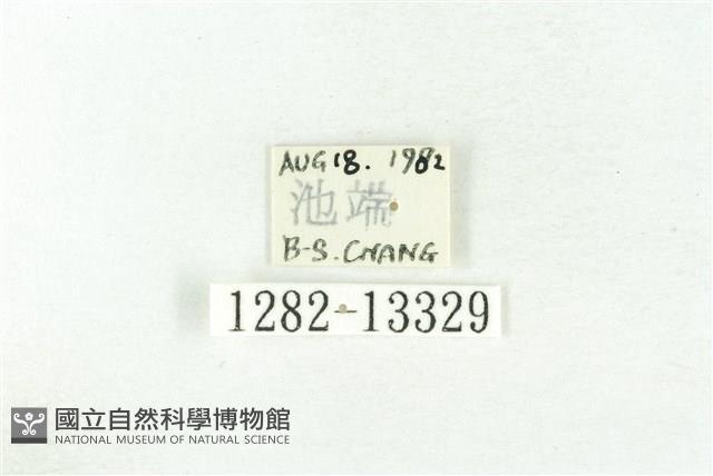 樹形尺蛾藏品圖，第3張