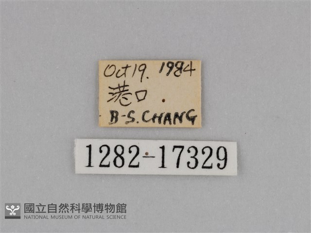 亮色黃蝶藏品圖，第3張