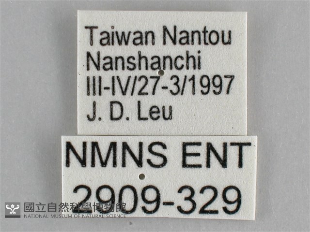 圓翅紫斑蝶藏品圖，第3張