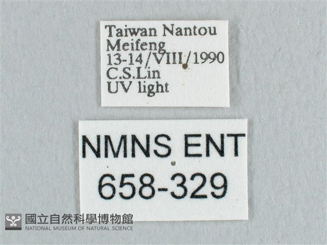 裳蛾科藏品圖，第3張