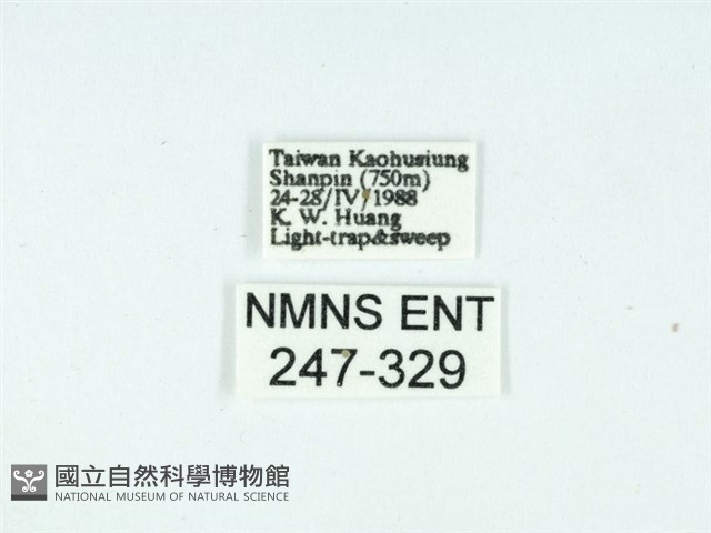 長腳大織蛾藏品圖，第3張