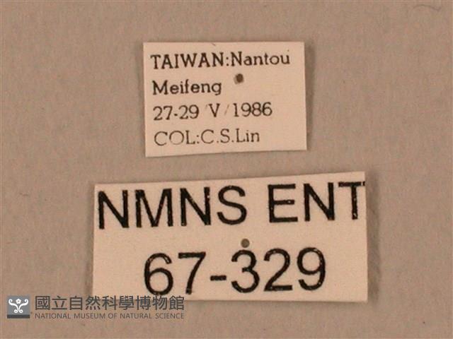 棕綠背線天蛾藏品圖，第3張